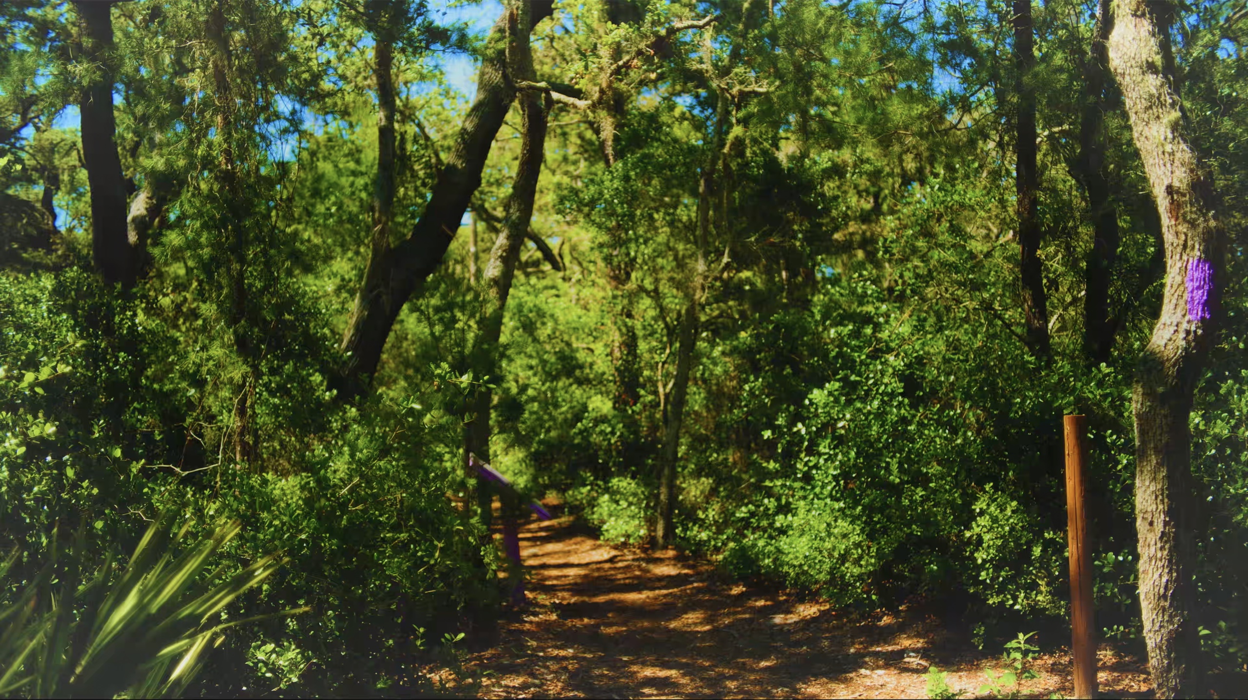 Sunlight and saturated color across a forest path filmed for the Ketamine Therapy Guided Films.